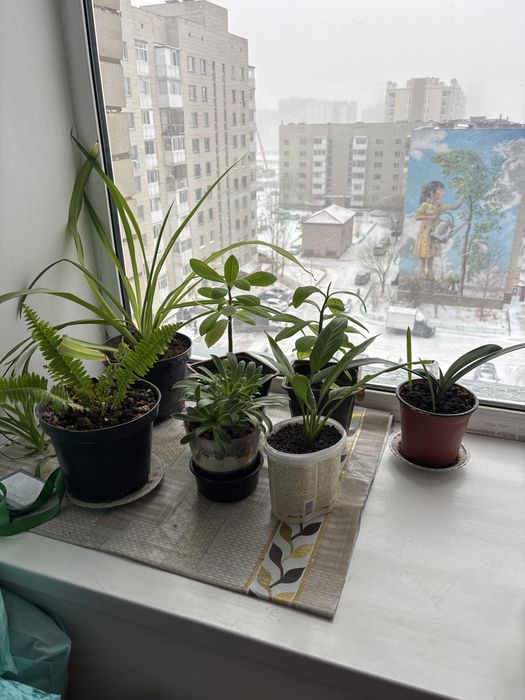 Комнатные растения цветы