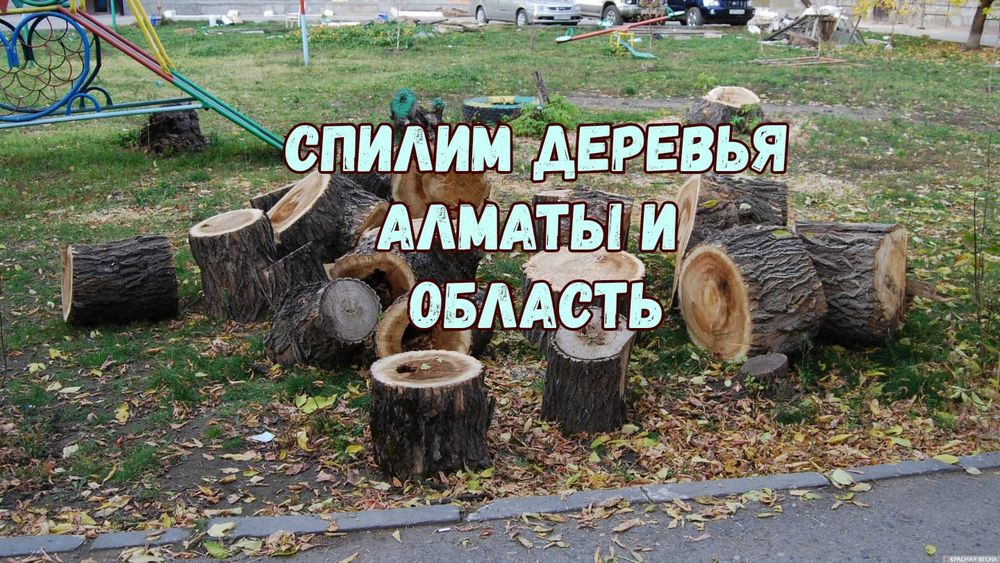 Спил деревьев. Спилим деревья Алматы и область