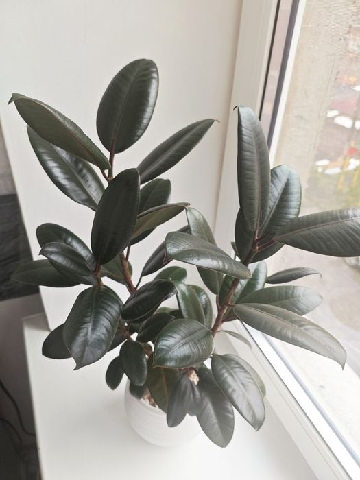 Фикус Мелани в кашпо