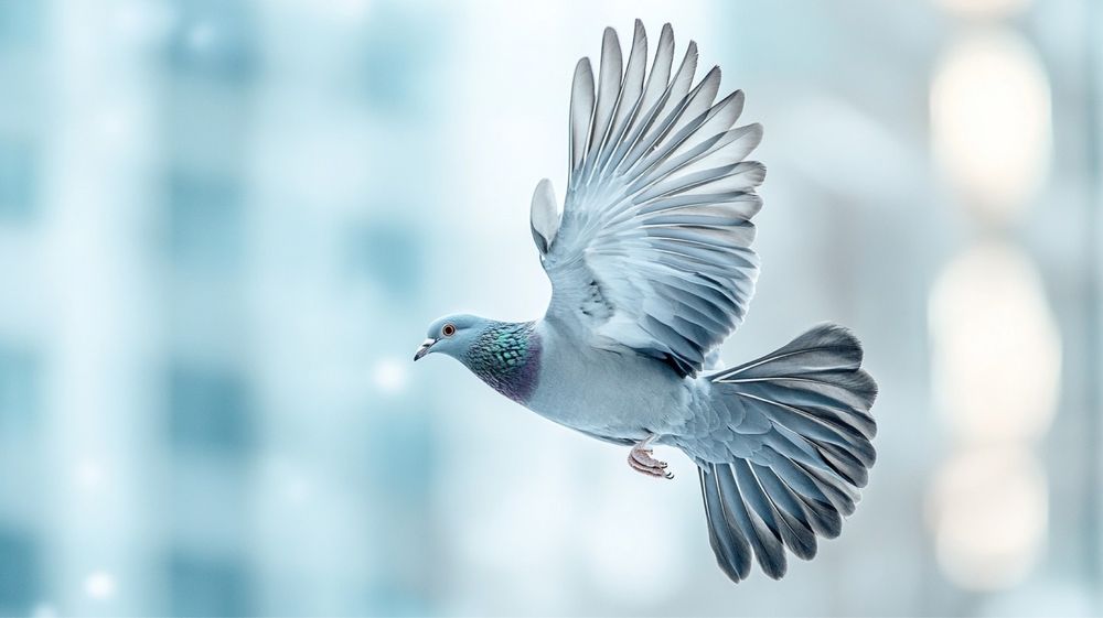 голуби голубь цена за одного