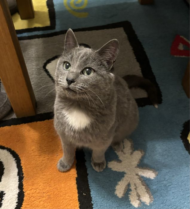 Пропала кошка