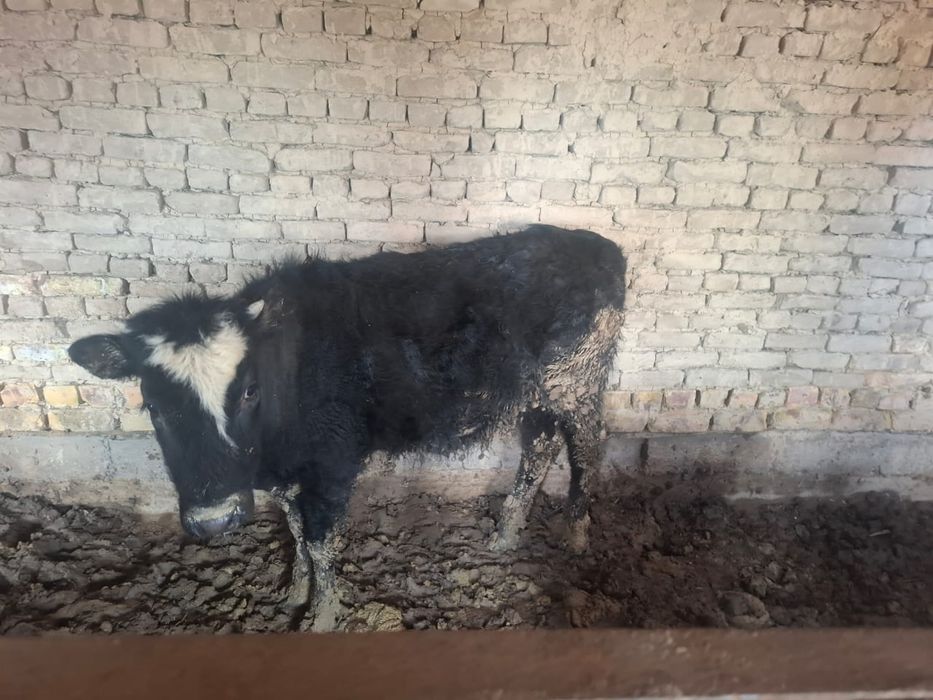 Екі ұрғашы баспақ