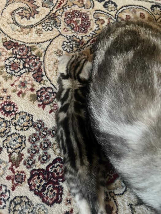 Котенок породистый