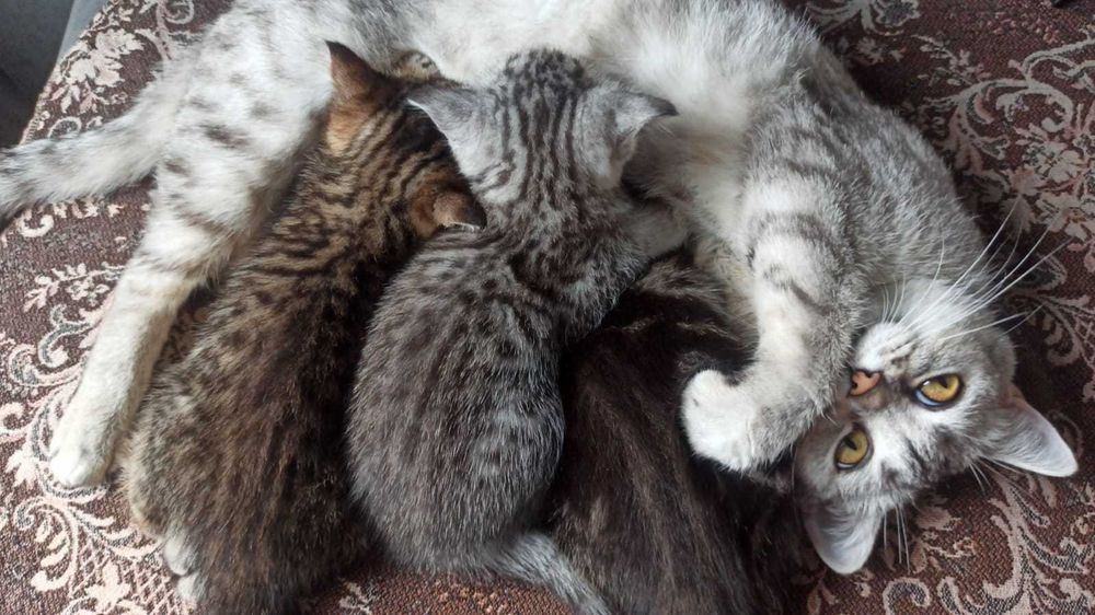 В продаже котята Британцы