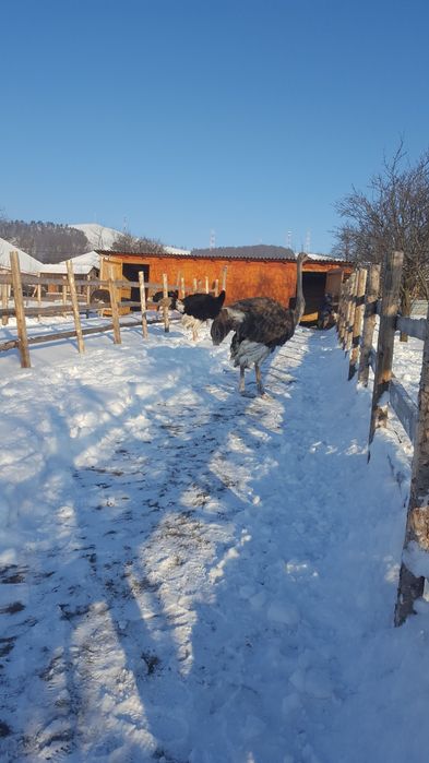 Oua strut pentru incubatie si consum!