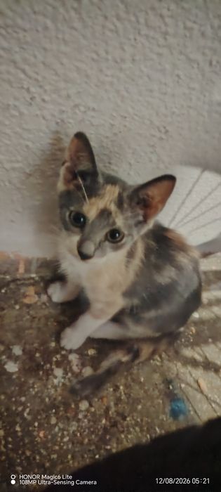Dau spre adopție 3 pisicute