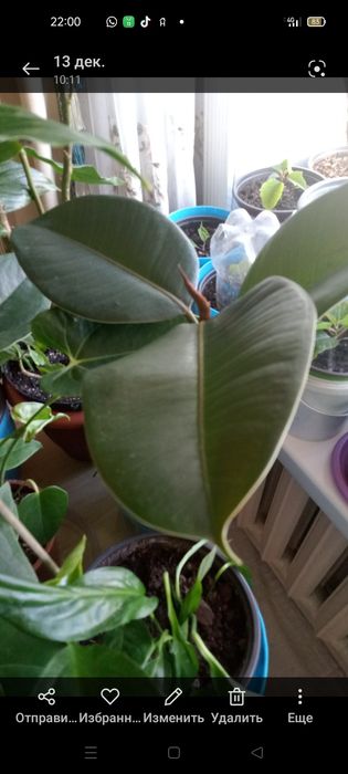 Продаются комнатные цветы