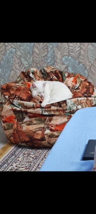 Кот, кошка, мысық