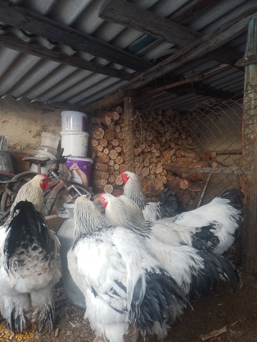 Продам петухов брама