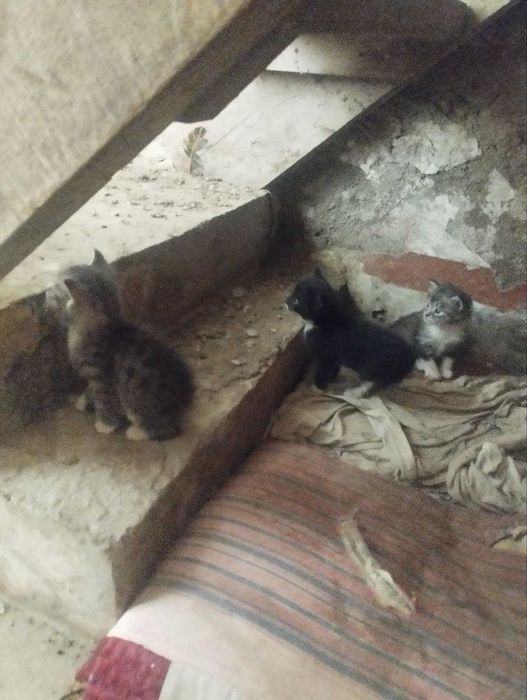 Отдам в добрые руки котята / Продаётся котята / Самарканд