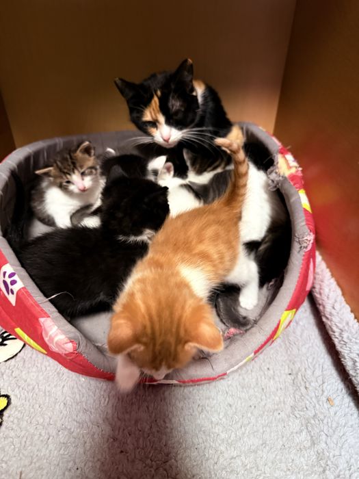 Подарявам котенца