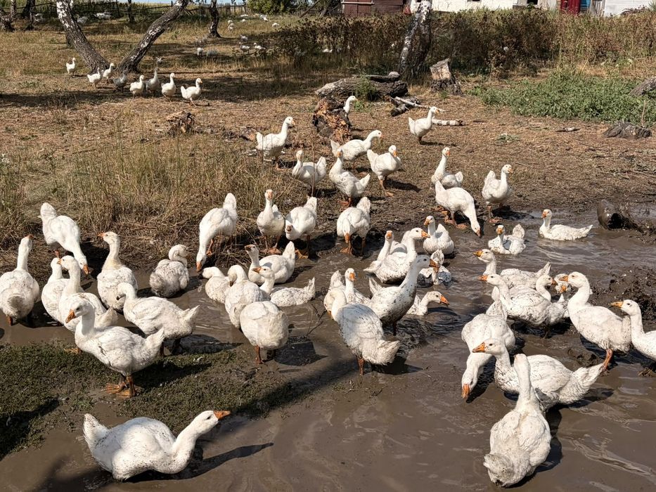 Продам гусят 45 дней