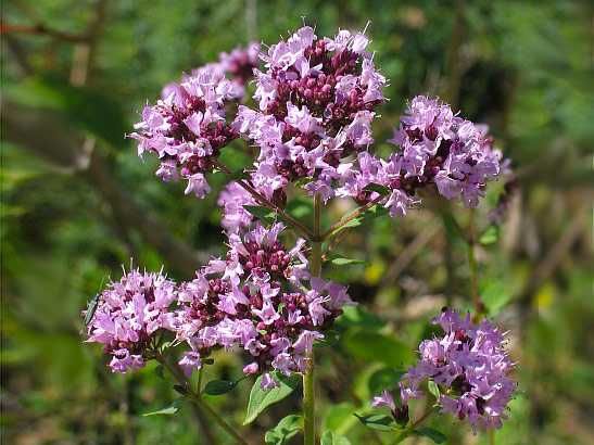 Фиточай ромашка мелисса душица