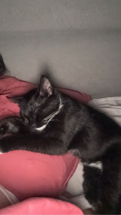 Котенок девочка