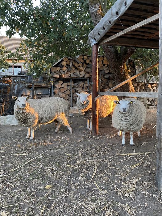 Oi, miei și un berbec