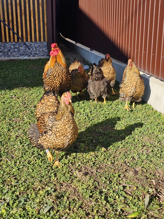 Wyandotte gsg,ouă incubat .