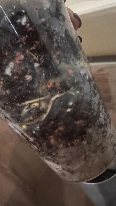 Монстера Тайское созвездие