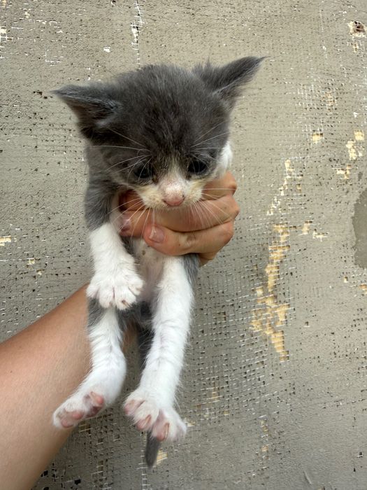 Отдам в добрые руки котят