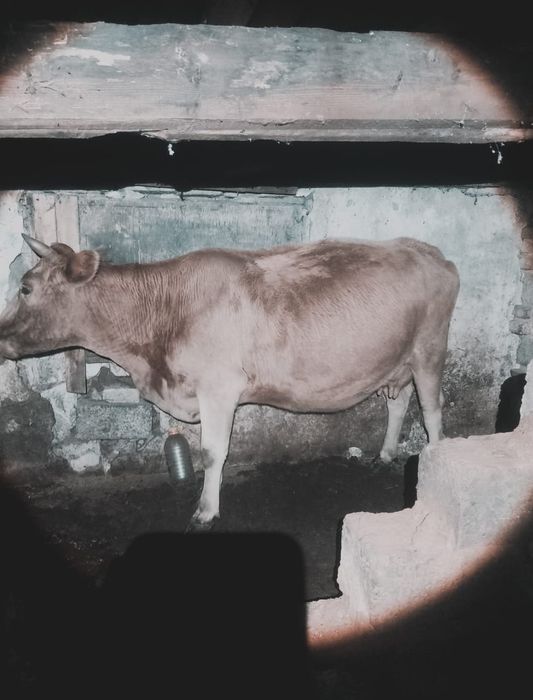 Сиыр  обмен қойға 7 қой ға