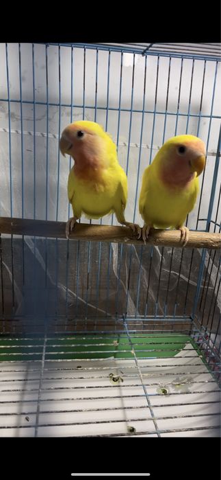 Попугаи Неразлучники желтые пара