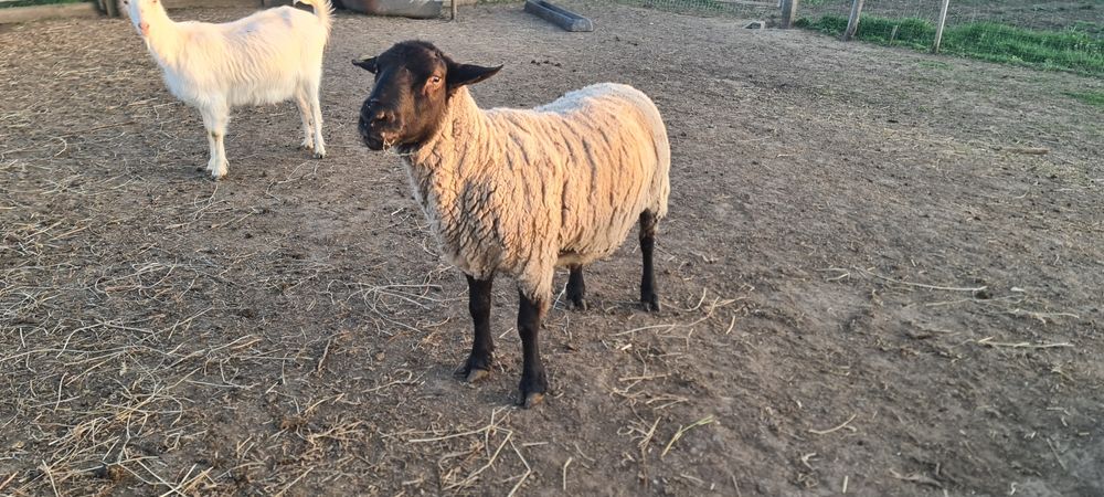 Berbec suffolk de vânzare