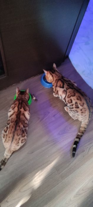 Чистокровный бенгаль