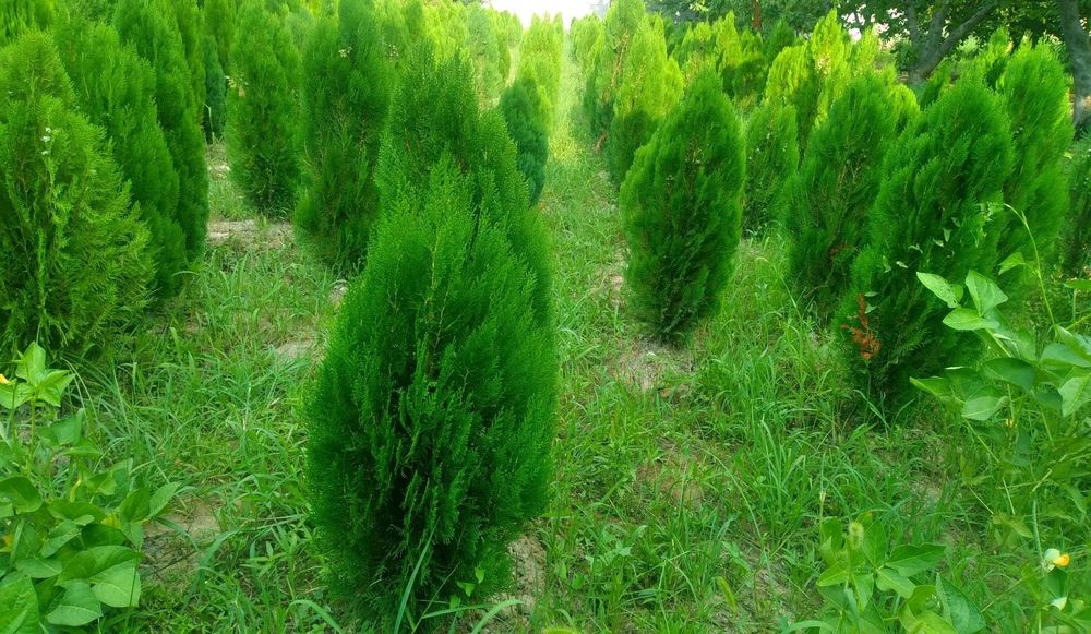 Арчалар бор узбекистон бойлаб доставка кберилади.