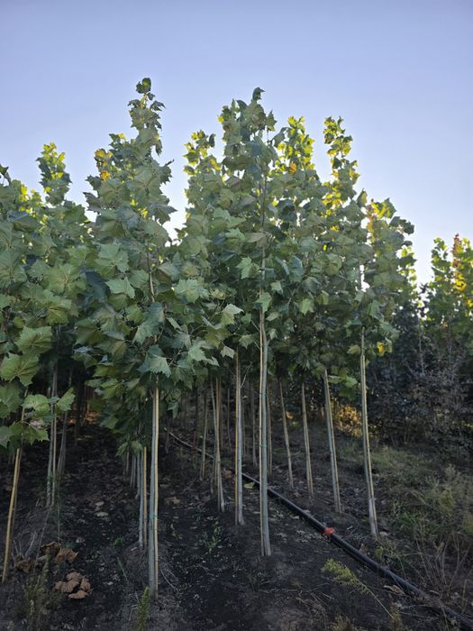 Mesteacan decorativ, tei argintiu, stejar verde, leylandi, tuia smaragd, enuperi taratori, brazi argintii, pini nigra, frasin ornamental,