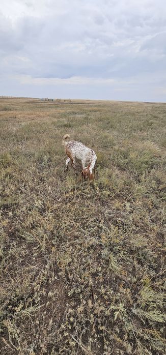 Козел чисто породный