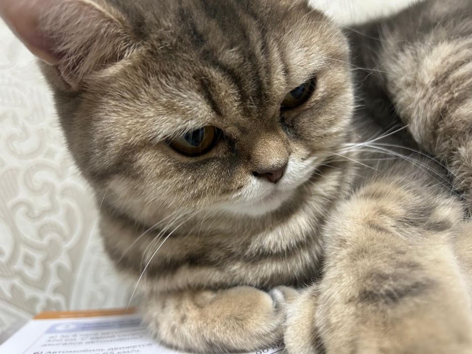 Отдам кошку в добрые руки