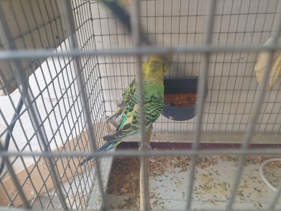 1para chex 4ta tuxumi bilan