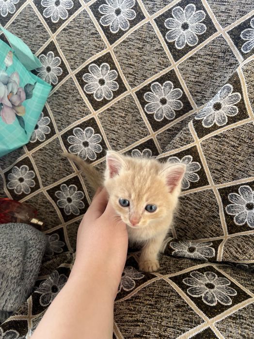 Отдадим котят в хорошие руки!