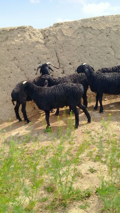 Quzilar sotiladi 2mlndan