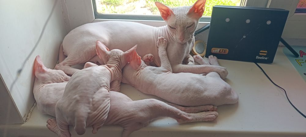 Котята сфинксы, один месяц.