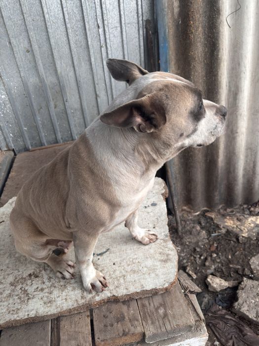 Собака в добрые руки.