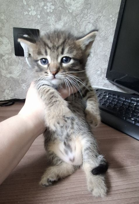 Отдам котят возраст месяц