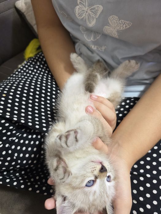 Продается котенок