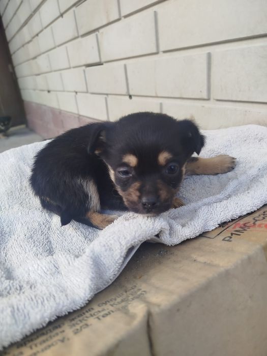 Щенки звоночки. ..