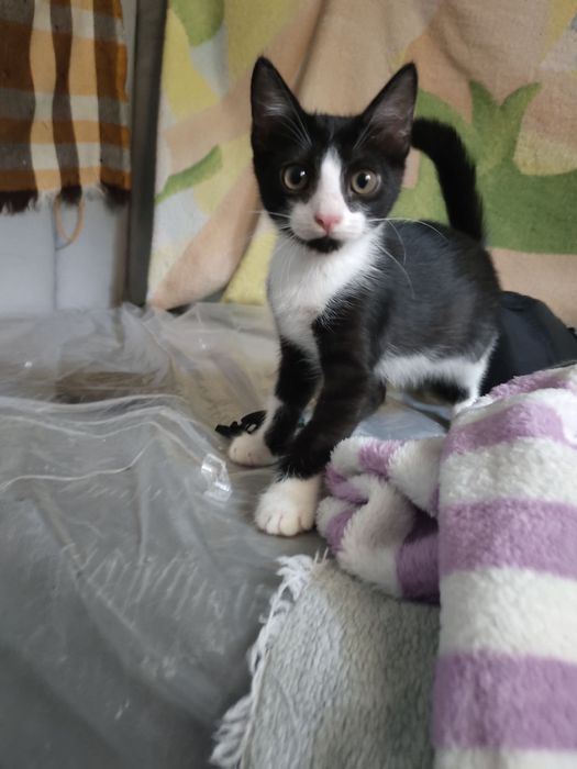 Котята 3 месяц маличик, мушук