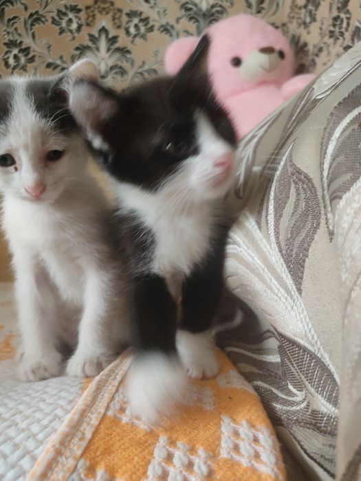 отдам котят в хорошие руки
