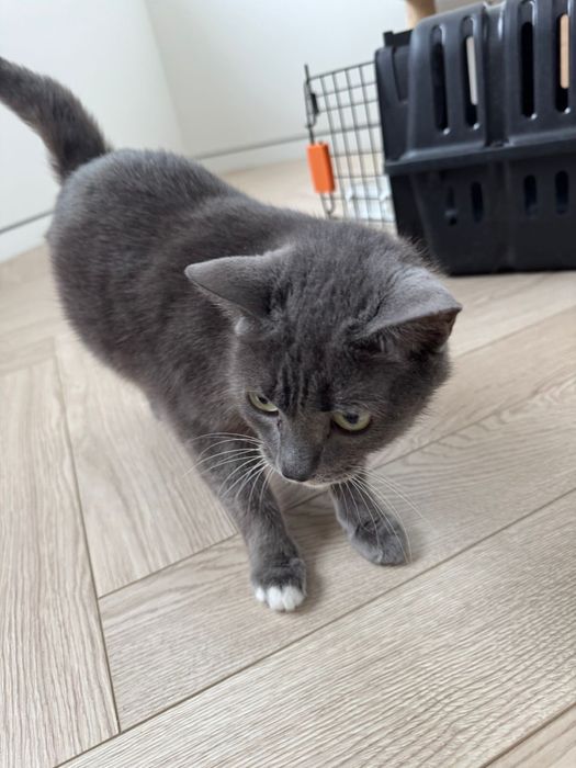 Отдам в добрые руки кошку