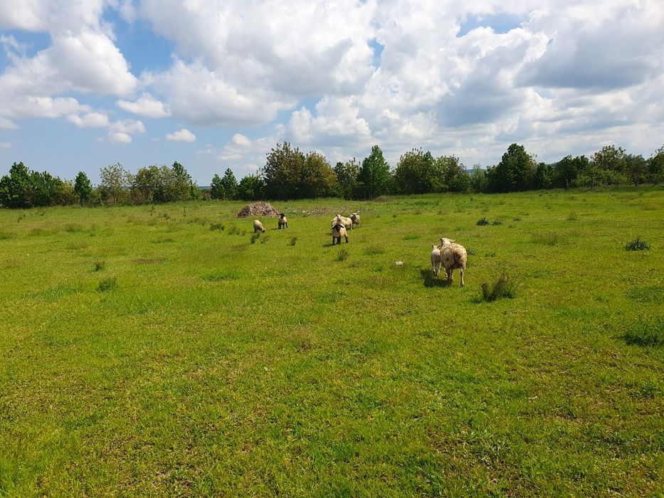 Sulfolk si  texel oi