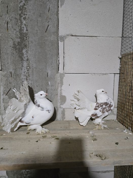 Porumbei rotati indieni