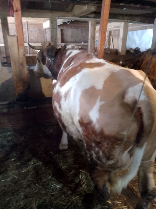 Vaca bălțată de vânzare