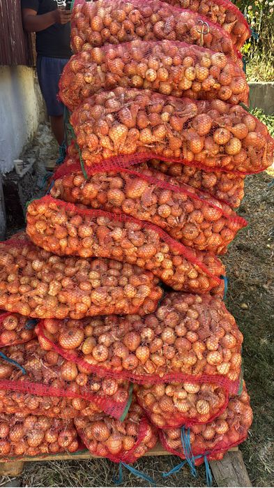 Vand ceapa galbena , productie proprie!!