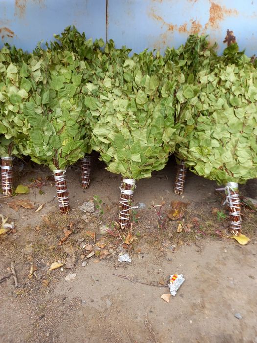 Продам березовые веники