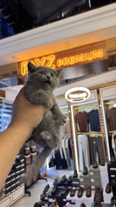 Mushuk Zoddor shinshilla mushuklar toza qon