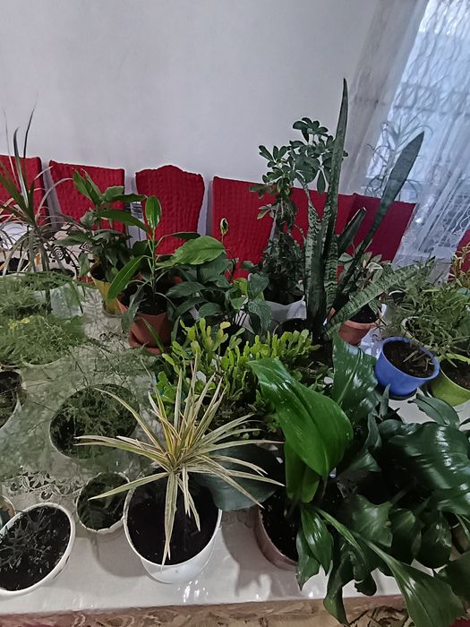 Комнатные цветы много