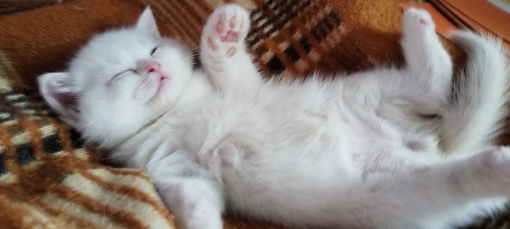 Невероятни шотландски котенца