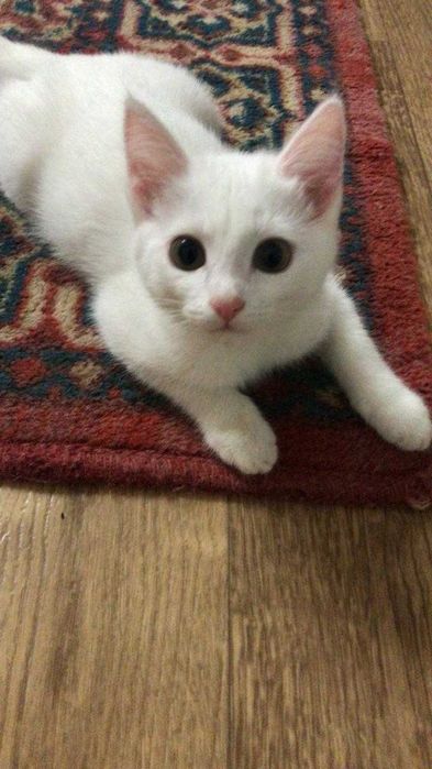 Дарю котенка девочка 4 мес, привезу